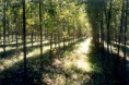 /album/galeria-de-fotos/eucalipto1-jpg/